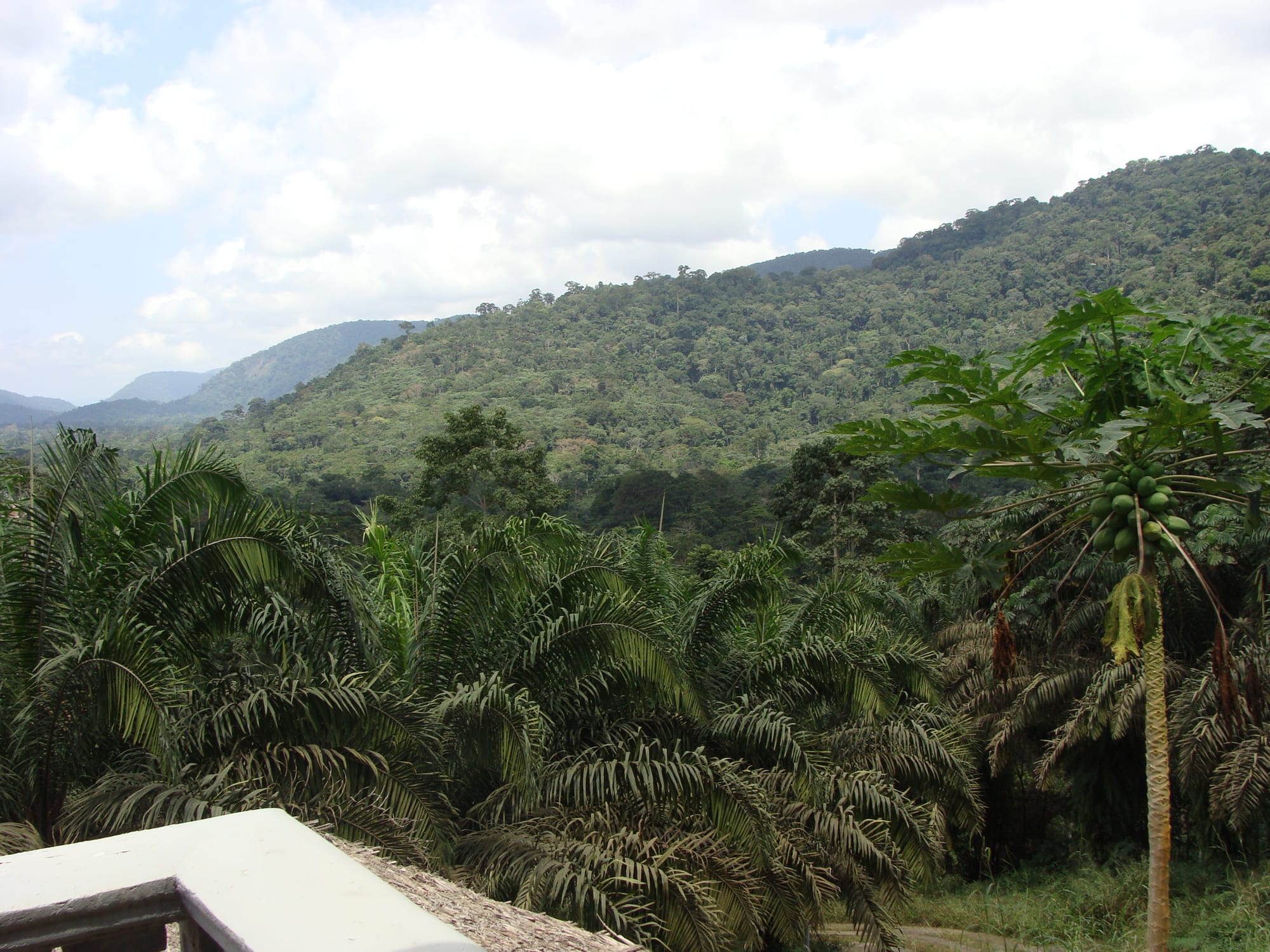Unbroken rainforest canopy over hilly terrain under a grey sky
