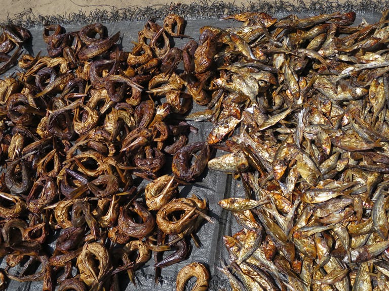 Fish laid out over a smoking rack