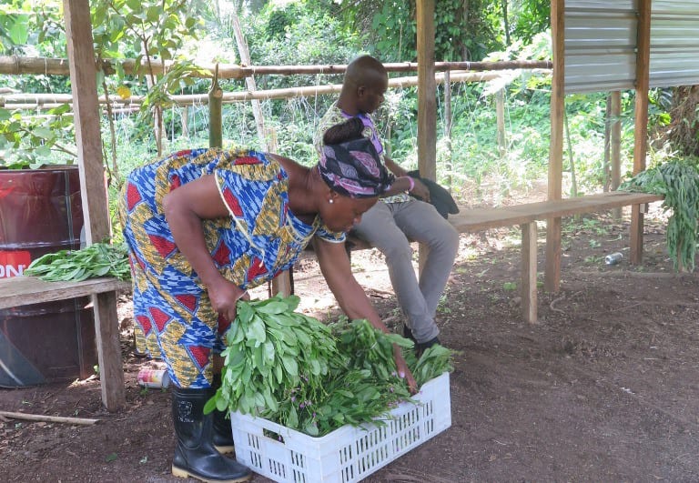 A woman in a patterned dress bending to sort freshly picked leafy greens into a plastic crate at an open-sided farm shelter