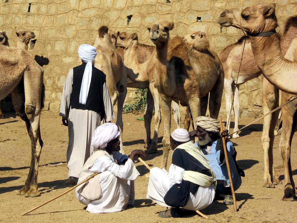 Traders in white robes and turbans sitting and standing among several camels at an outdoor livestock market
