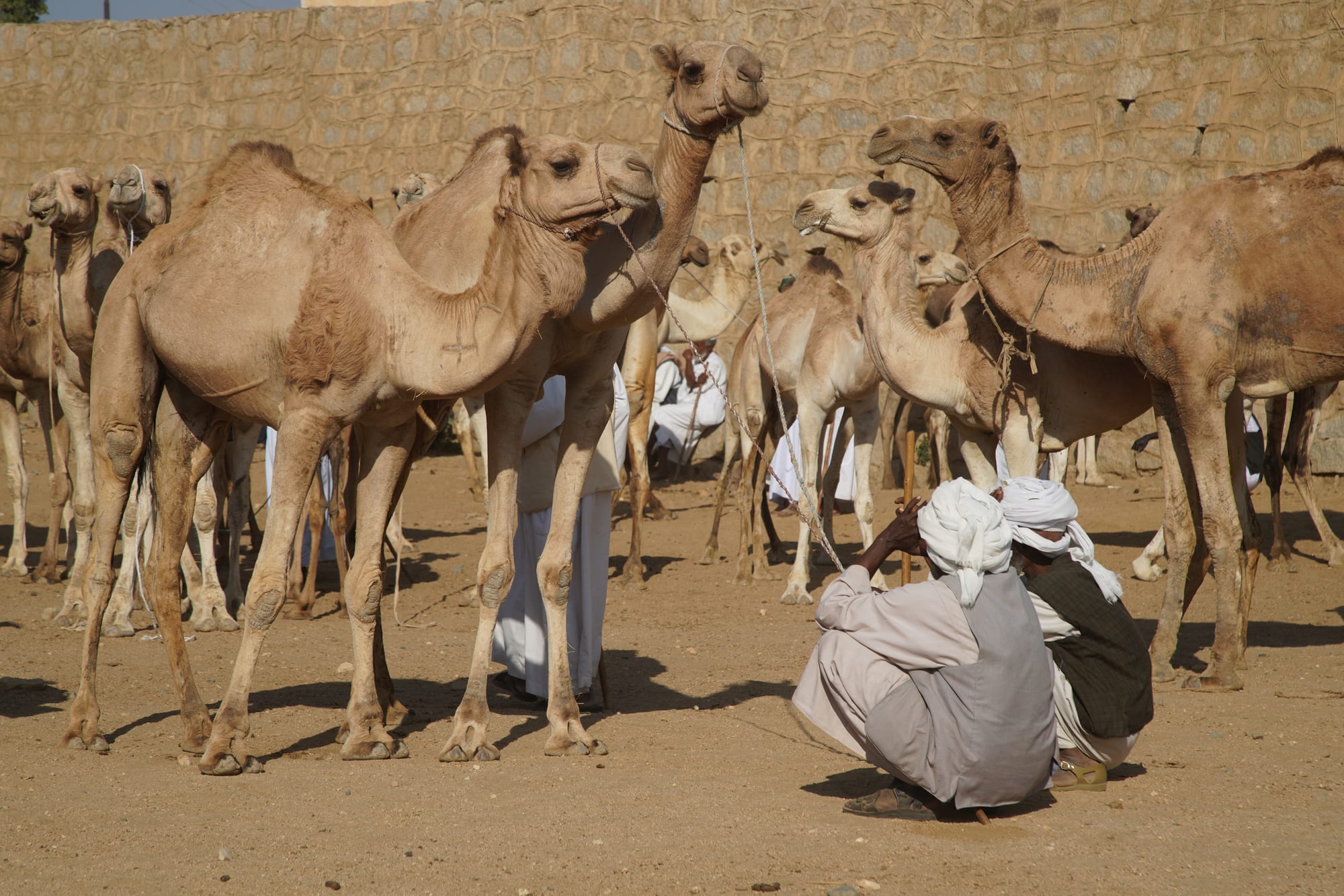 A busy livestock market with cattle, camels and traders on dusty open ground