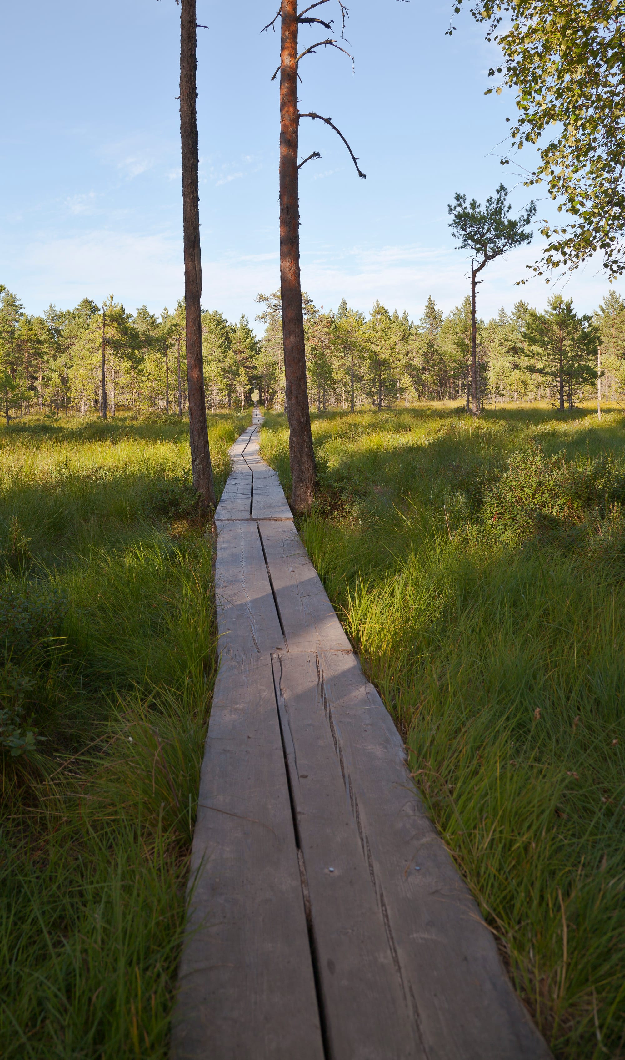 A boardwalk winding across a golden-brown raised bog dotted with pools and low pines