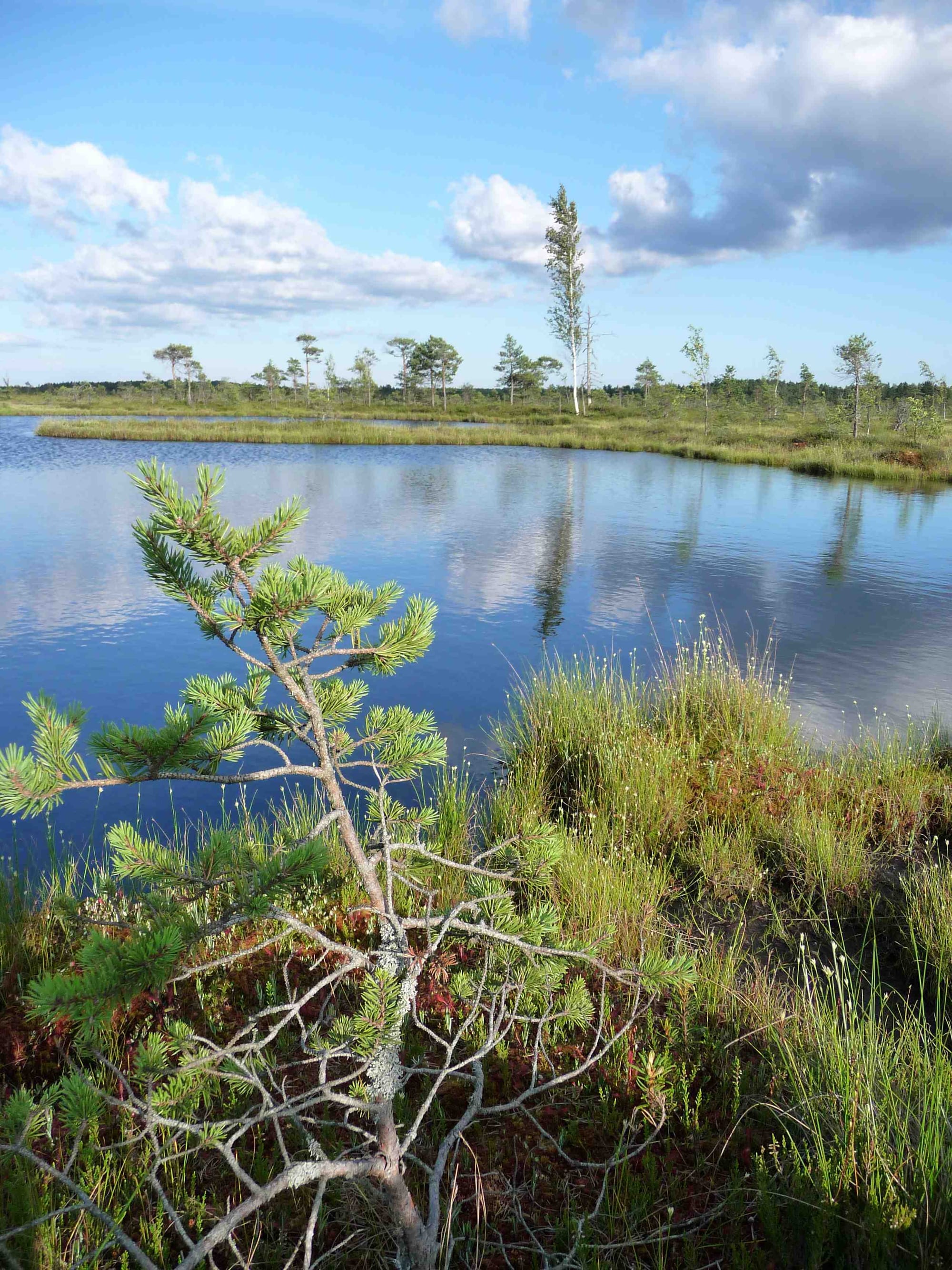 A vast flat bog with pools reflecting the sky, a low line of forest on the horizon