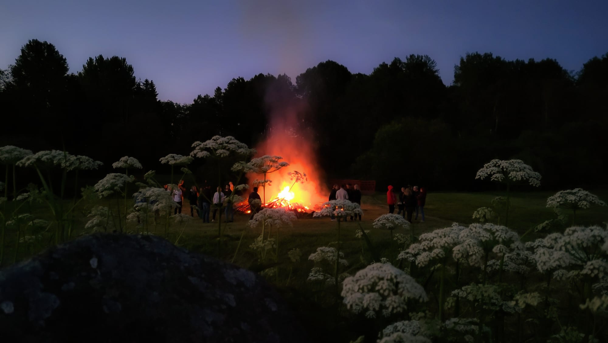 A large bonfire blazes in a field at dusk, with small groups of people standing around it and tall white wild flowers in the foreground against dark trees and a violet sky