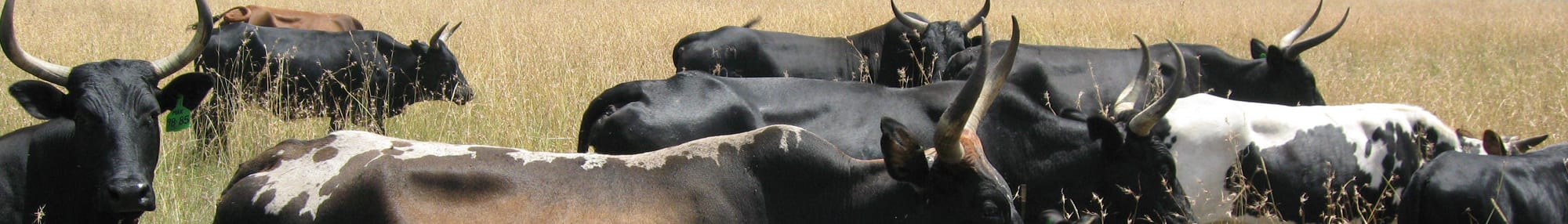 Nguni cattle with distinctive patterned hides in dry bushveld