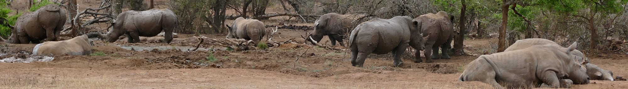 Several white rhinos resting in dry bushland