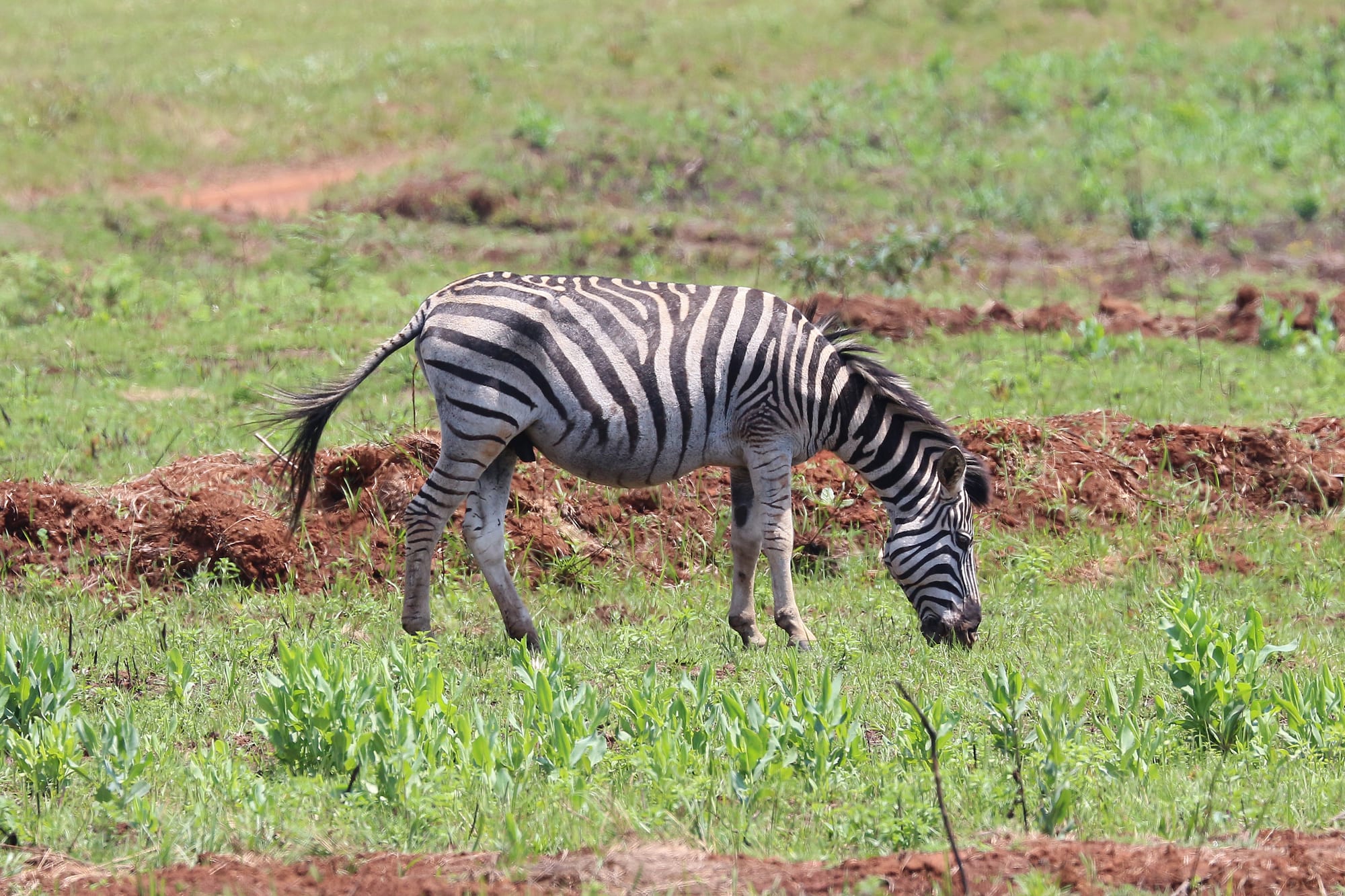 Zebra grazing on open grassland below a backdrop of hills