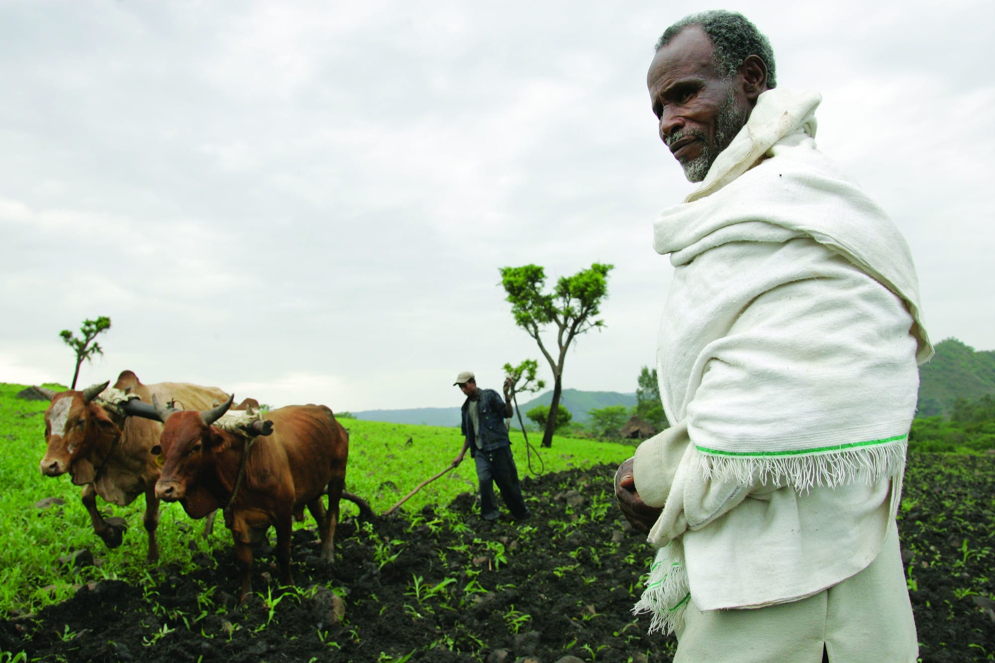 An Ethiopian farmer in a white shawl watching two oxen pull a plough across a green highland field, another farmer guiding them