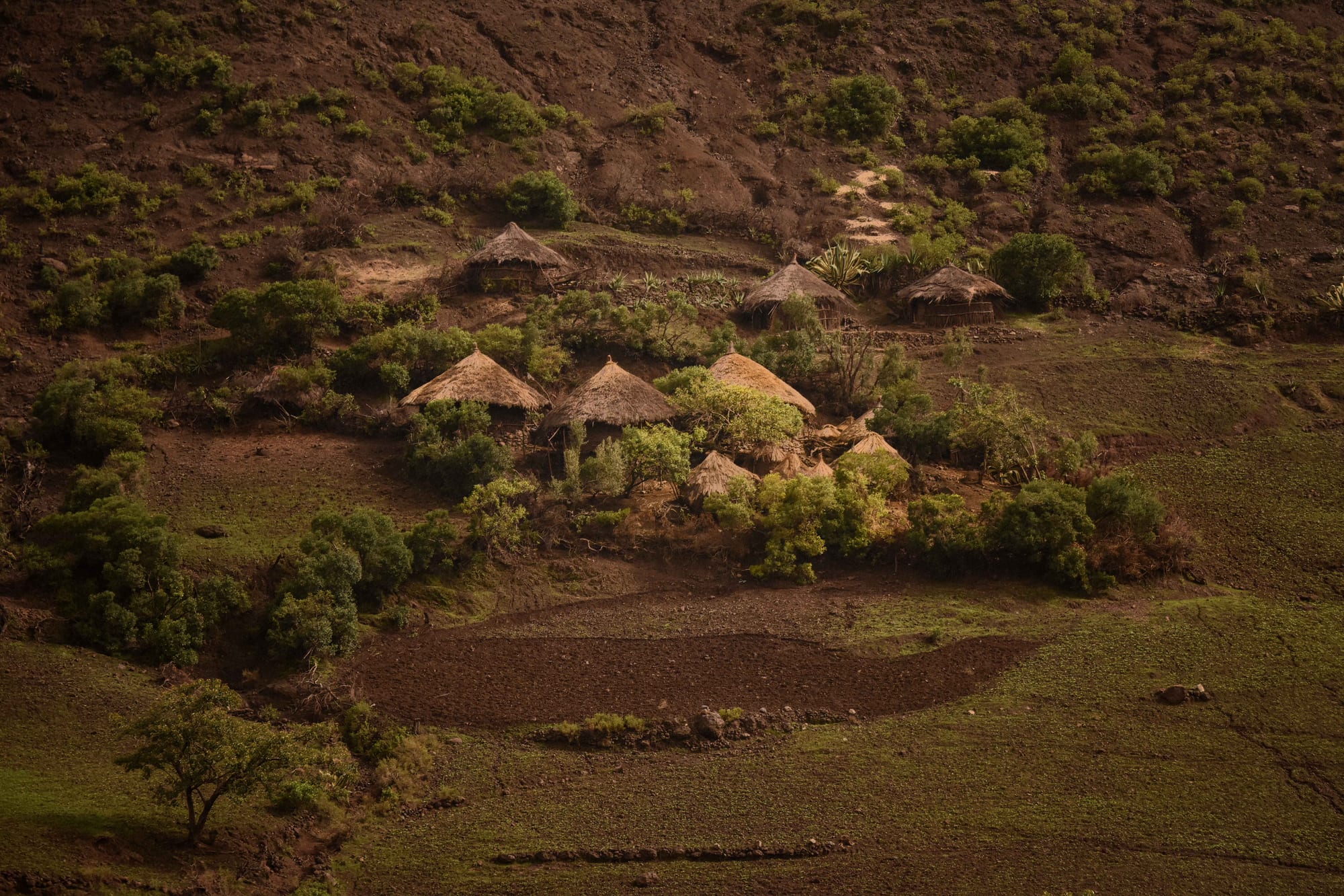 A small cluster of round, thatched-roof huts set among trees and ploughed fields on a highland hillside in Ethiopia