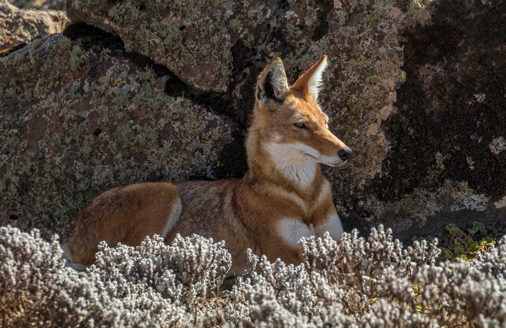 A slender russet-and-white wolf standing alert on open alpine moorland