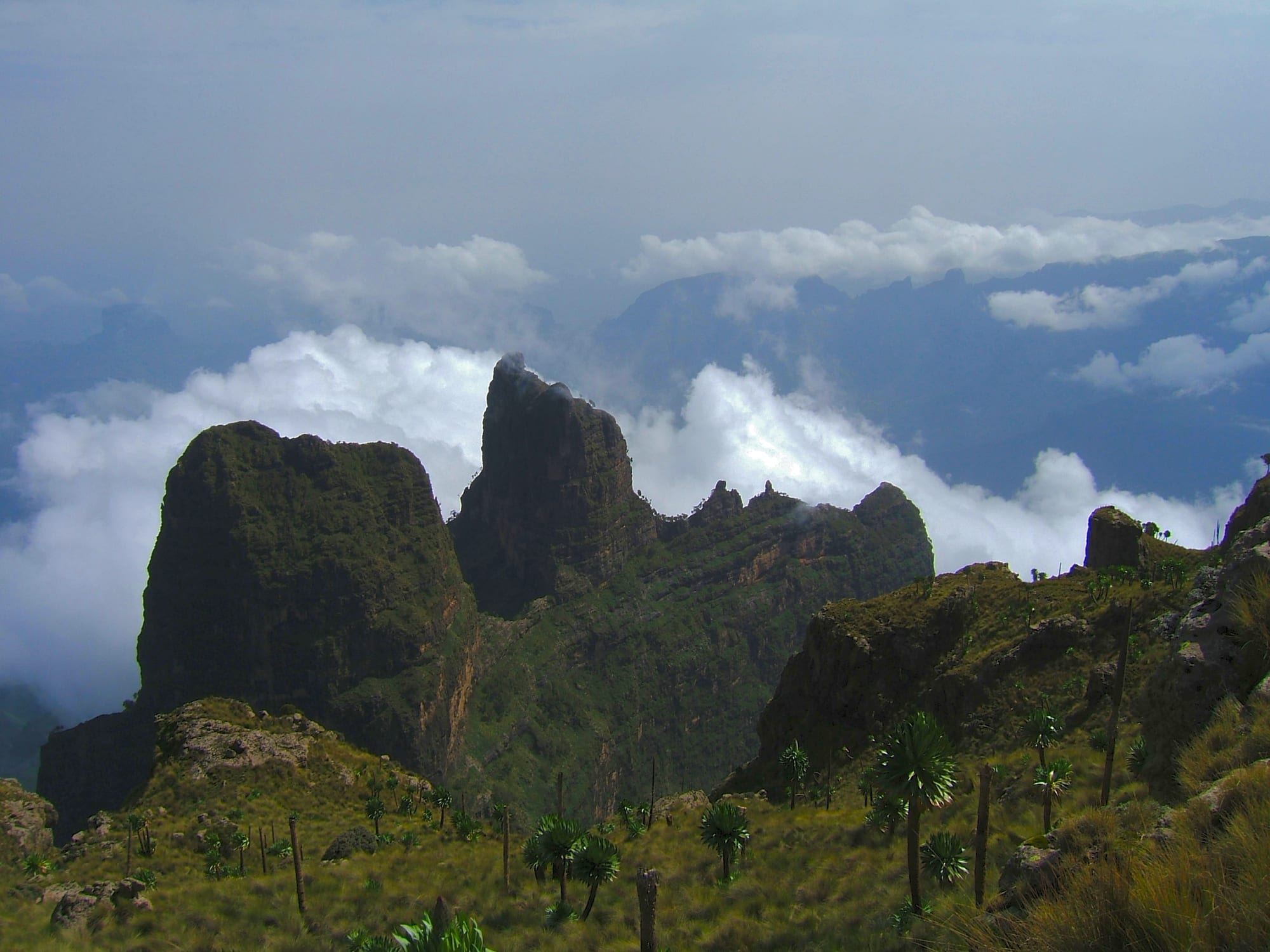 Jagged green rock pinnacles rising above a sea of cloud, giant lobelia plants in the foreground