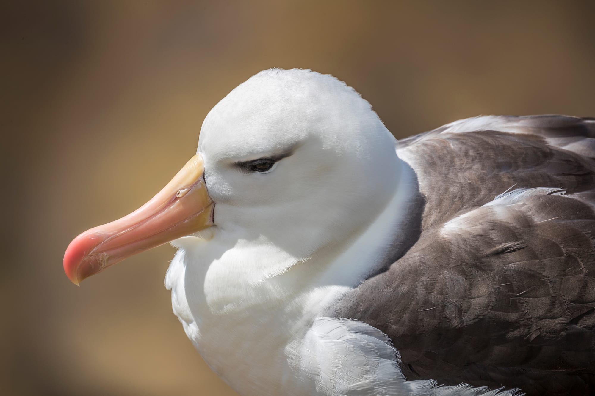 A black-browed albatross on its nest among tussock grass on a cliff edge