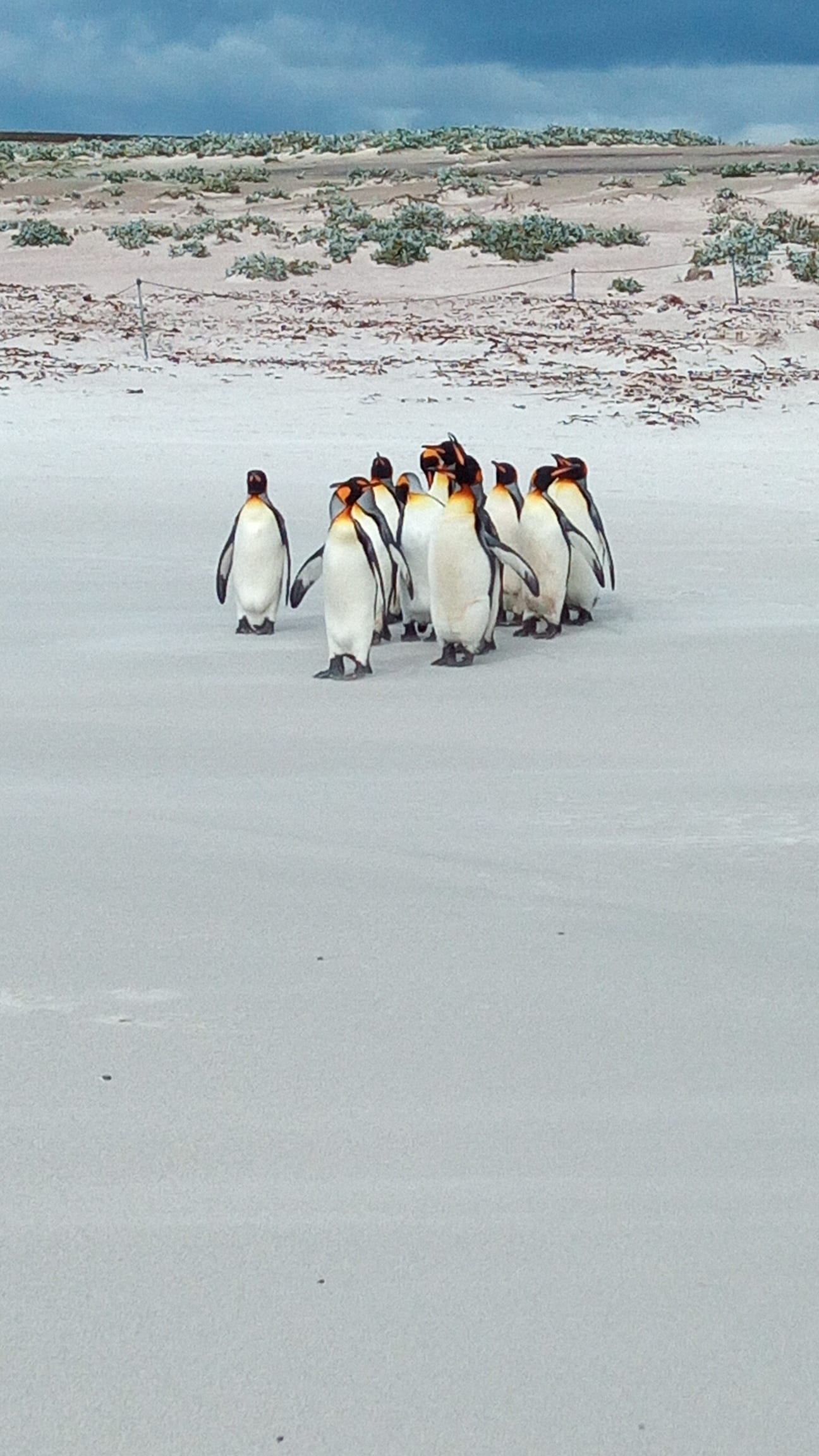King penguins and fluffy brown chicks on green tussock grass