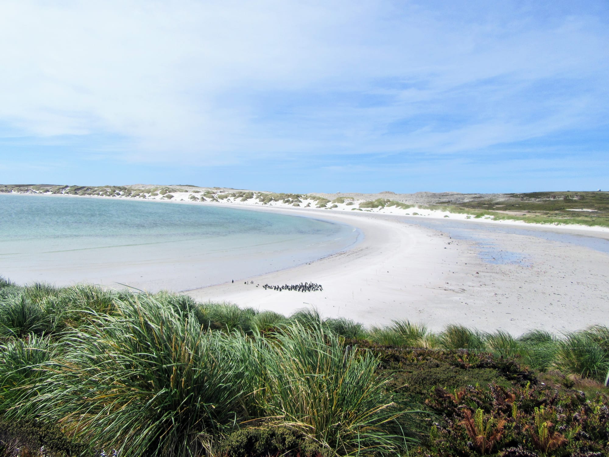 A curving white-sand beach and turquoise water backed by low tussock cliffs