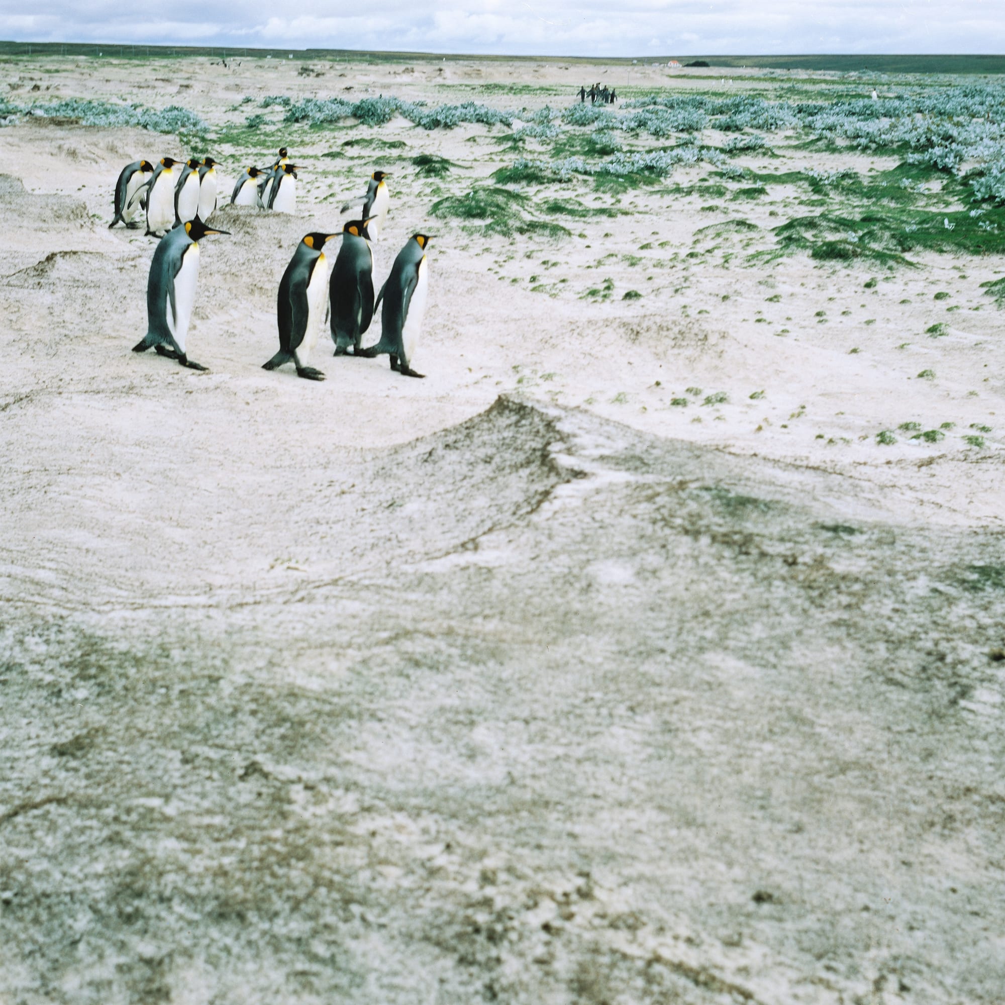 A large group of tall orange-and-black king penguins standing on grassland by a white beach