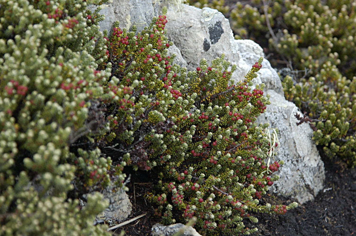 Small red berries growing low on a coastal shrub
