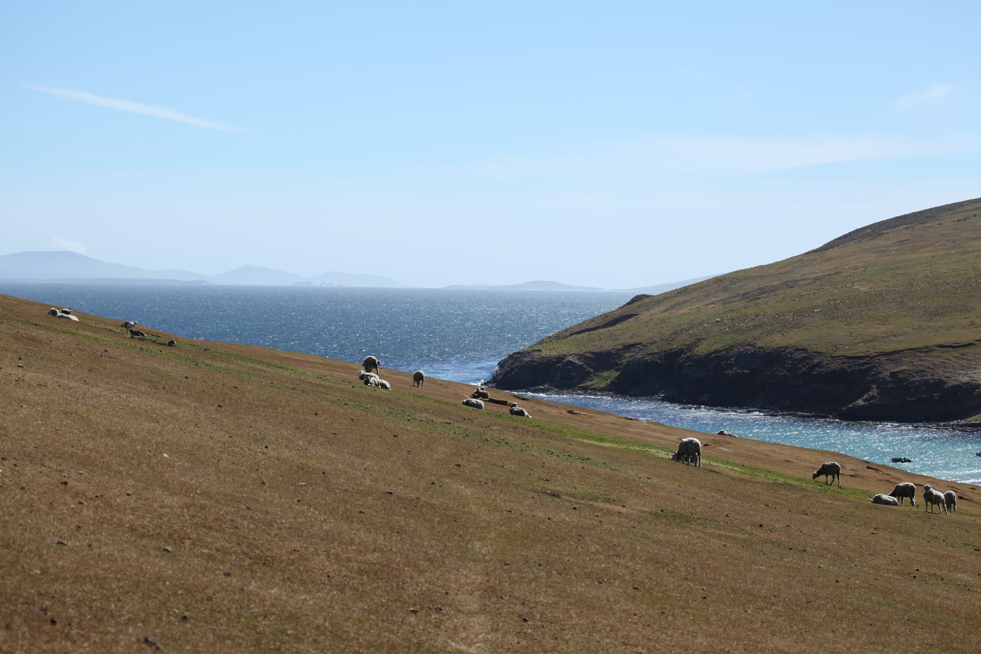 Sheep grazing on open grassland near the coast