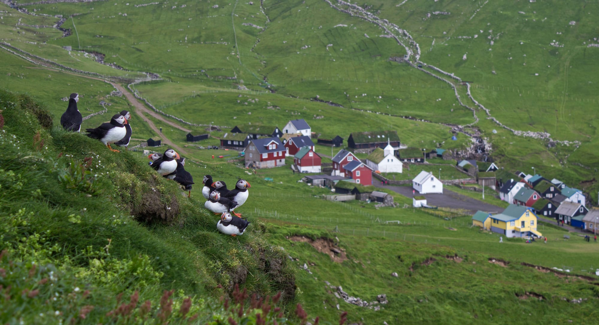 Several Atlantic puffins standing on a grassy clifftop