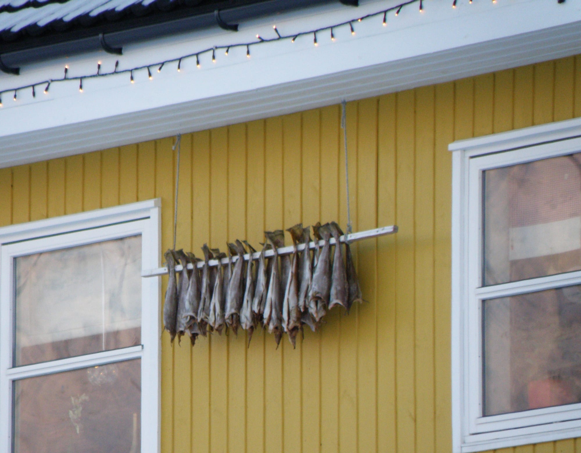 Rows of whole fish hanging to dry outdoors against a grey sky