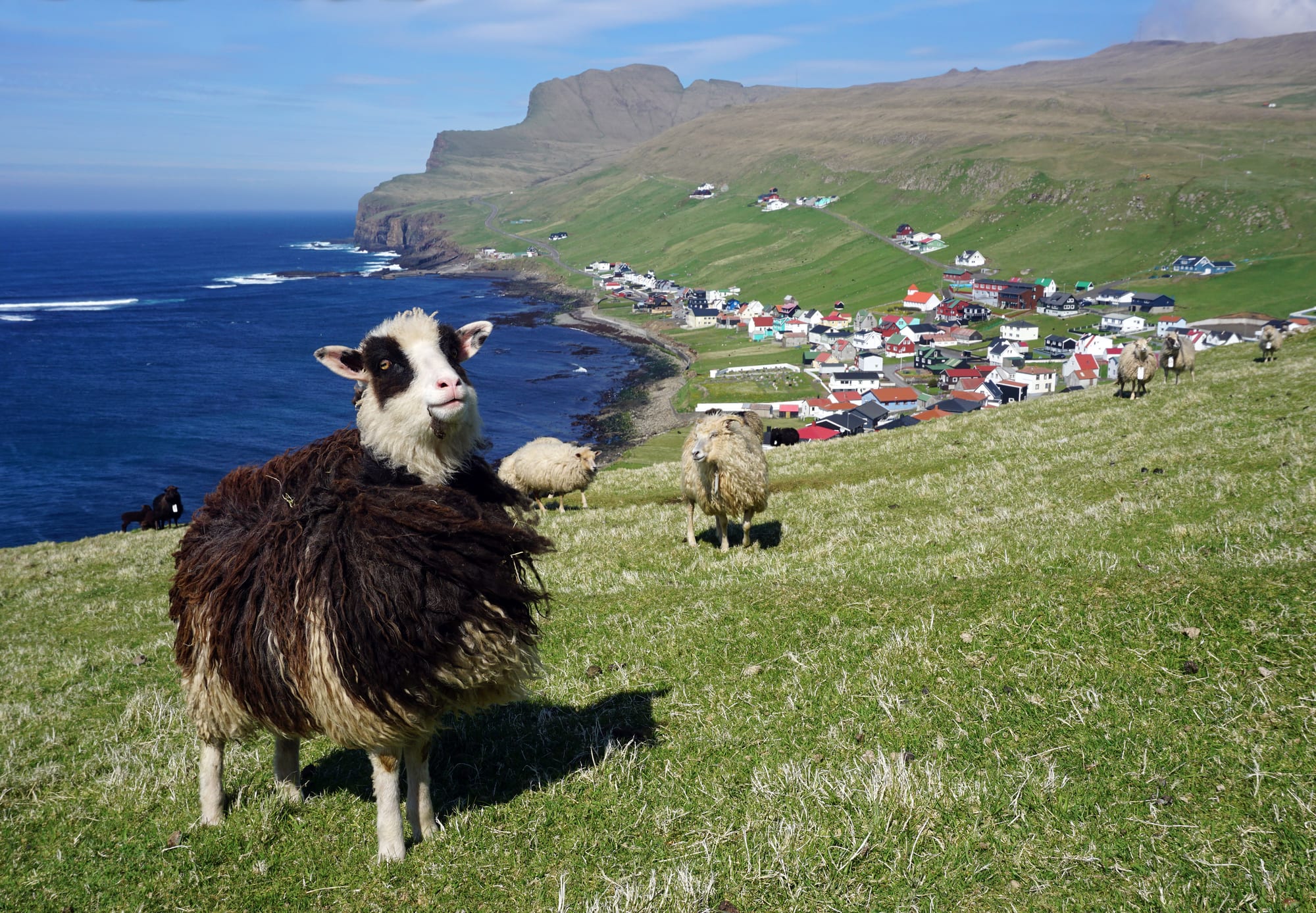 Sheep grazing on a grassy hillside above a small coastal town