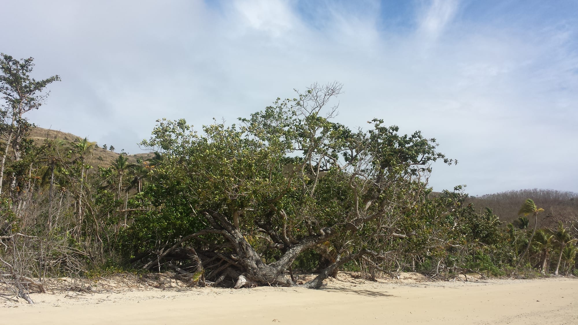 A leaning tree over a deserted white beach with clear shallow water