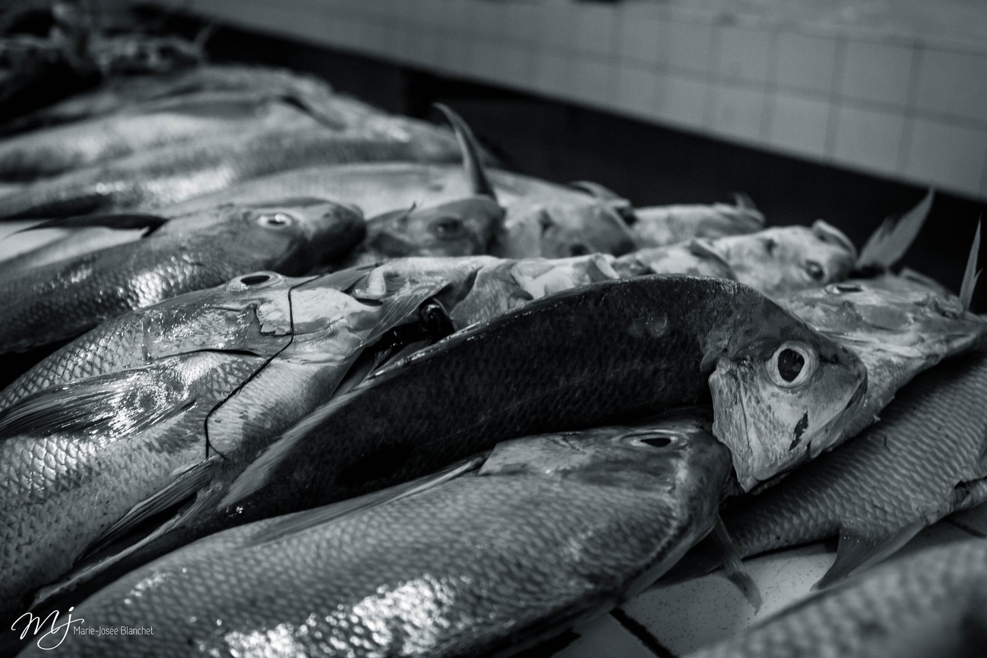 Fresh fish displayed for sale at a market