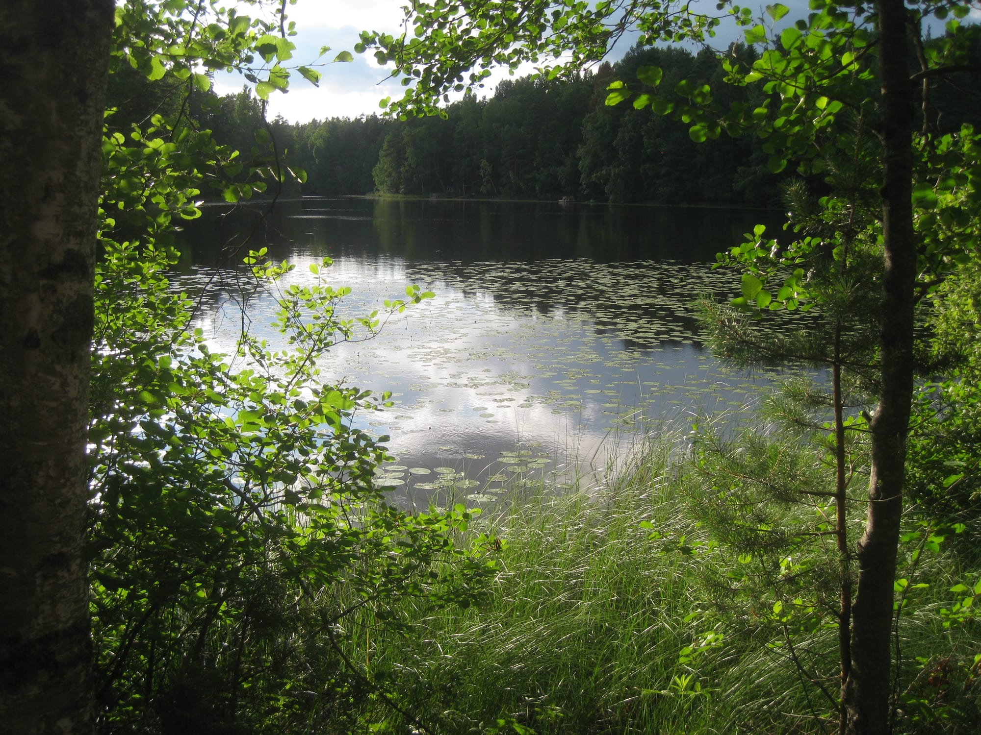 A dark forest lake ringed by pines and mossy rock under a pale sky
