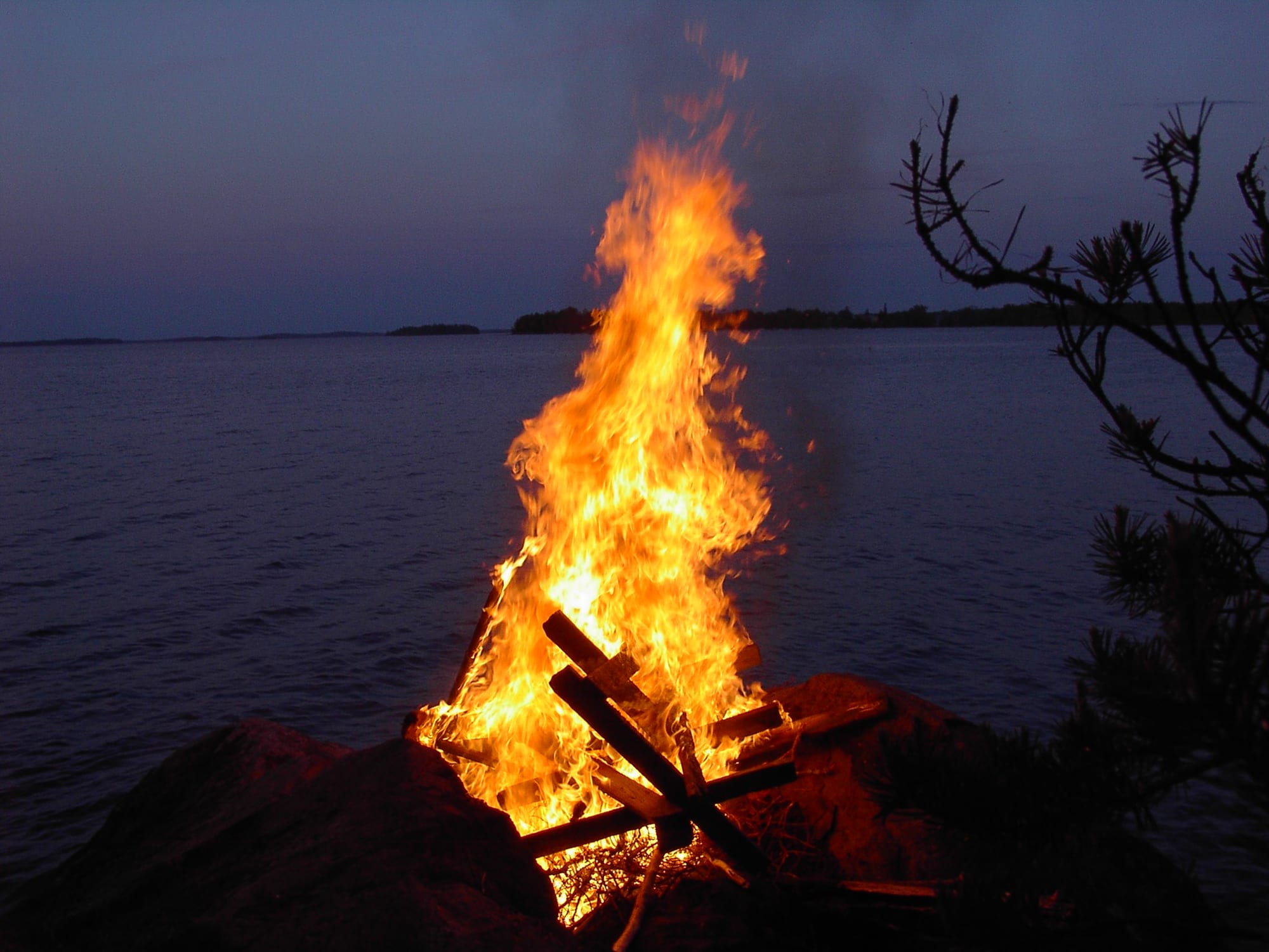 A tall bonfire blazing on the rocky shore of a calm lake at dusk, with pine branches in the foreground and a low wooded shoreline across the water