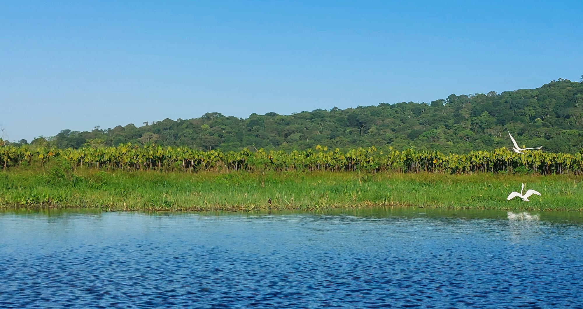 A vast reed marsh with open water channels under a wide sky