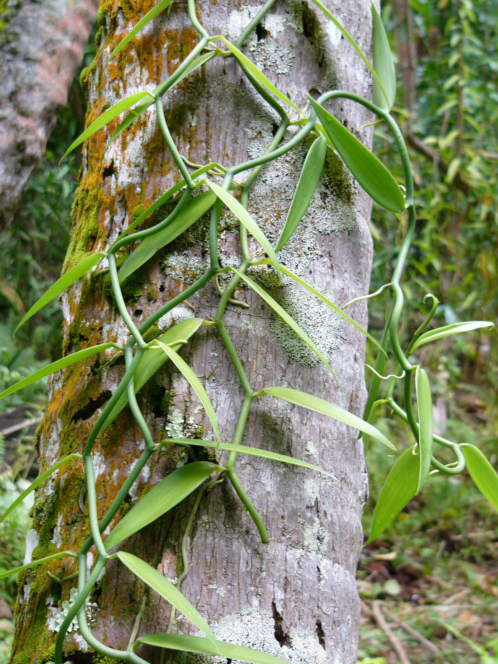 A vanilla vine with pods growing on a tree trunk