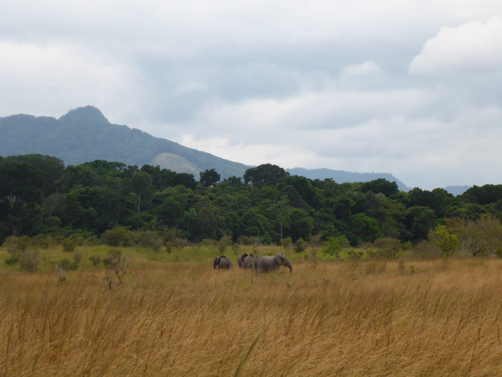 A small herd of forest elephants grazing in open savanna grassland below forested hills