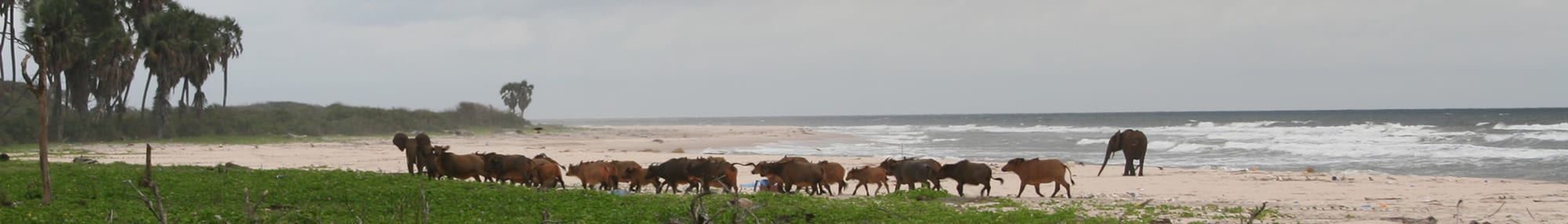 A wild Atlantic beach backed by dense green forest, with a lagoon behind