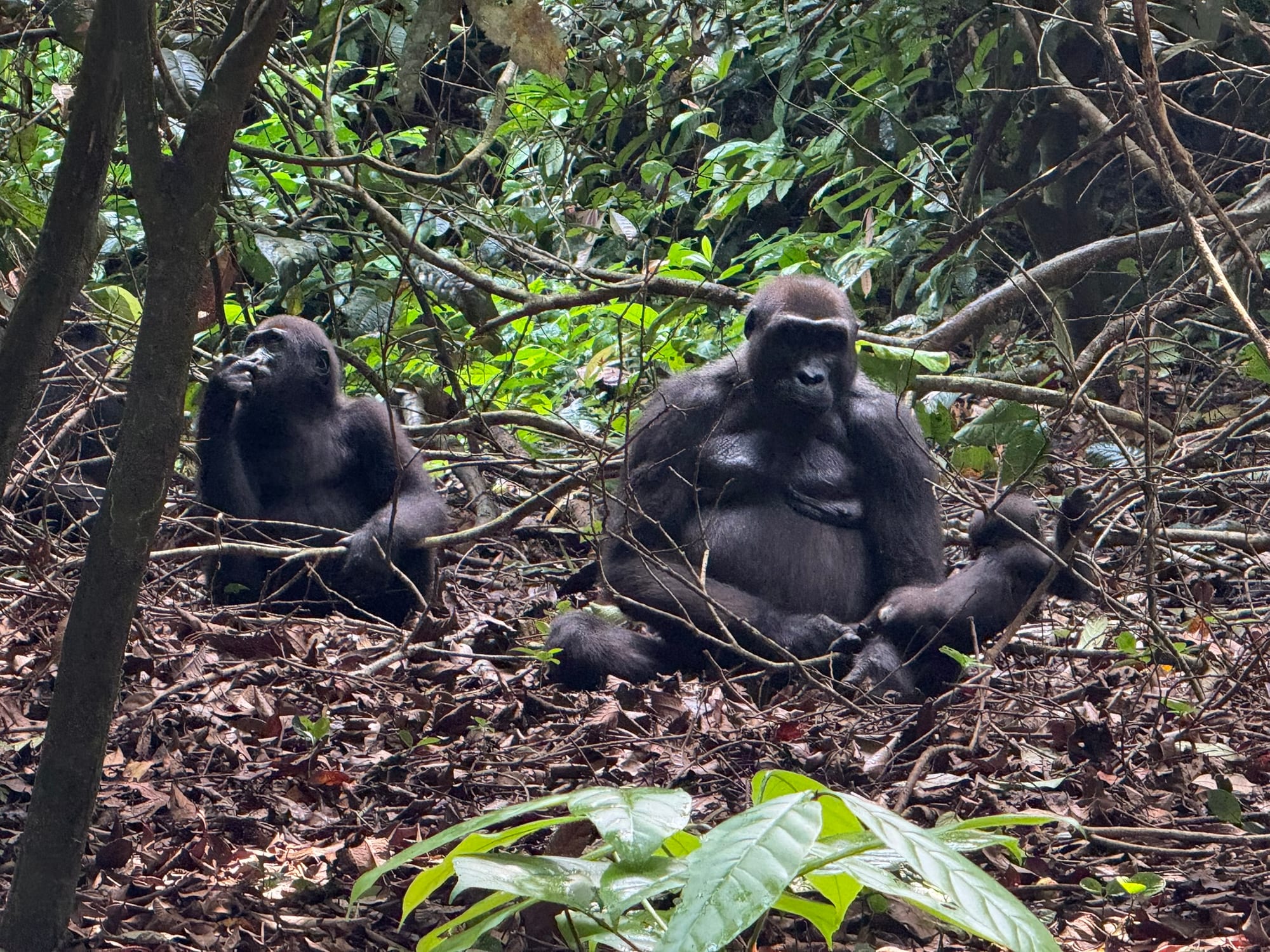 A female gorilla sitting with two young gorillas in dense greenery
