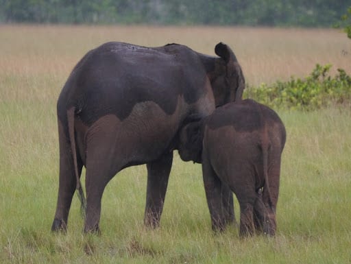 A forest elephant with straight tusks standing among green vegetation