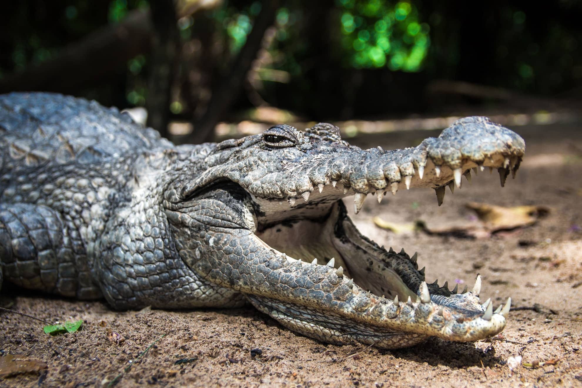 Several large crocodiles resting at the edge of a green forest pool