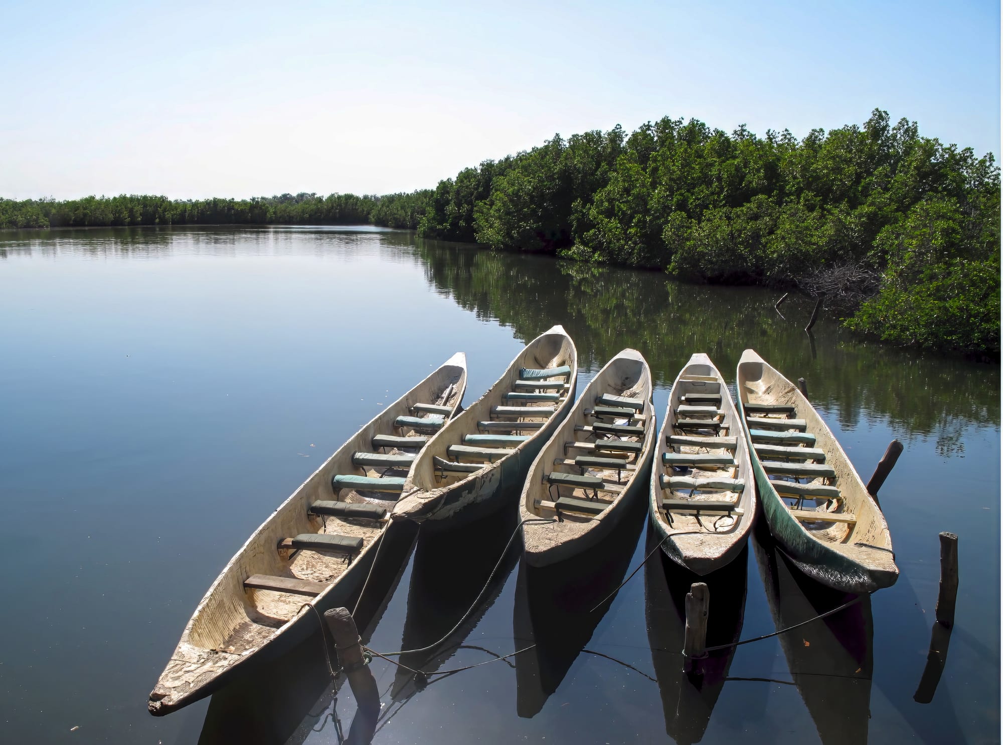 Wooden dugout pirogues moored on a calm river beside mangroves