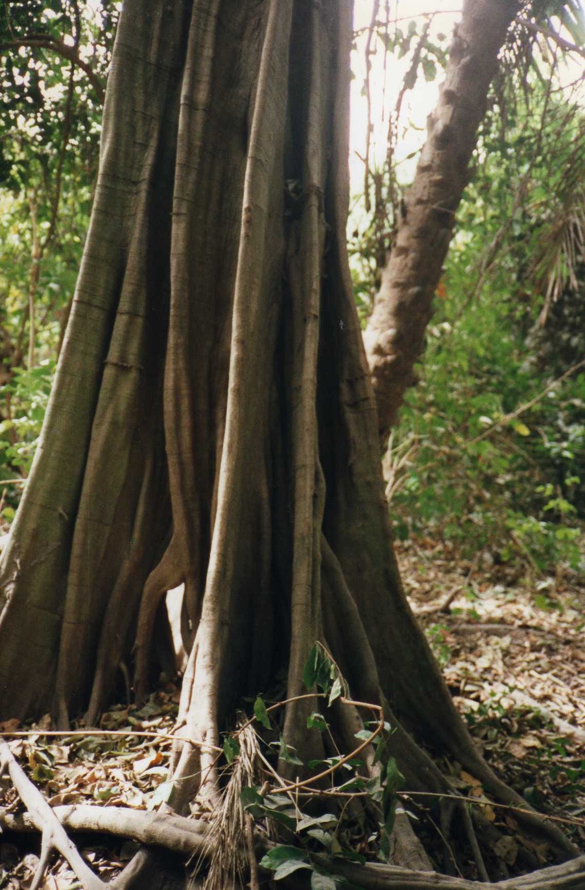A dense gallery forest with tall trees and a shaded understorey
