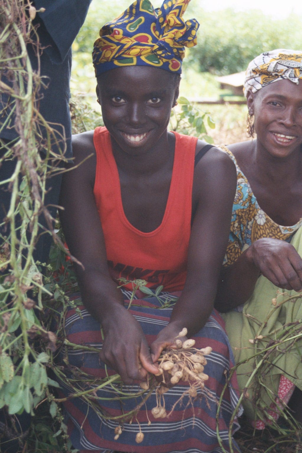 A person working in a field, harvesting crops by hand
