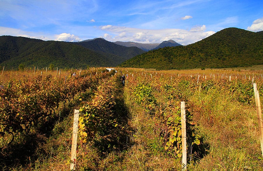 Rows of vines on a plain with a wall of snow-topped mountains behind