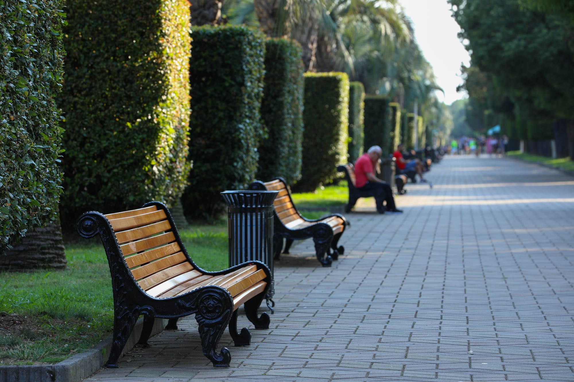 A palm-lined seaside promenade with modern towers along the shore
