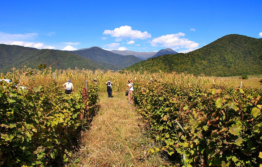 People walking between rows of vines in a Kakheti vineyard, forested mountains behind them