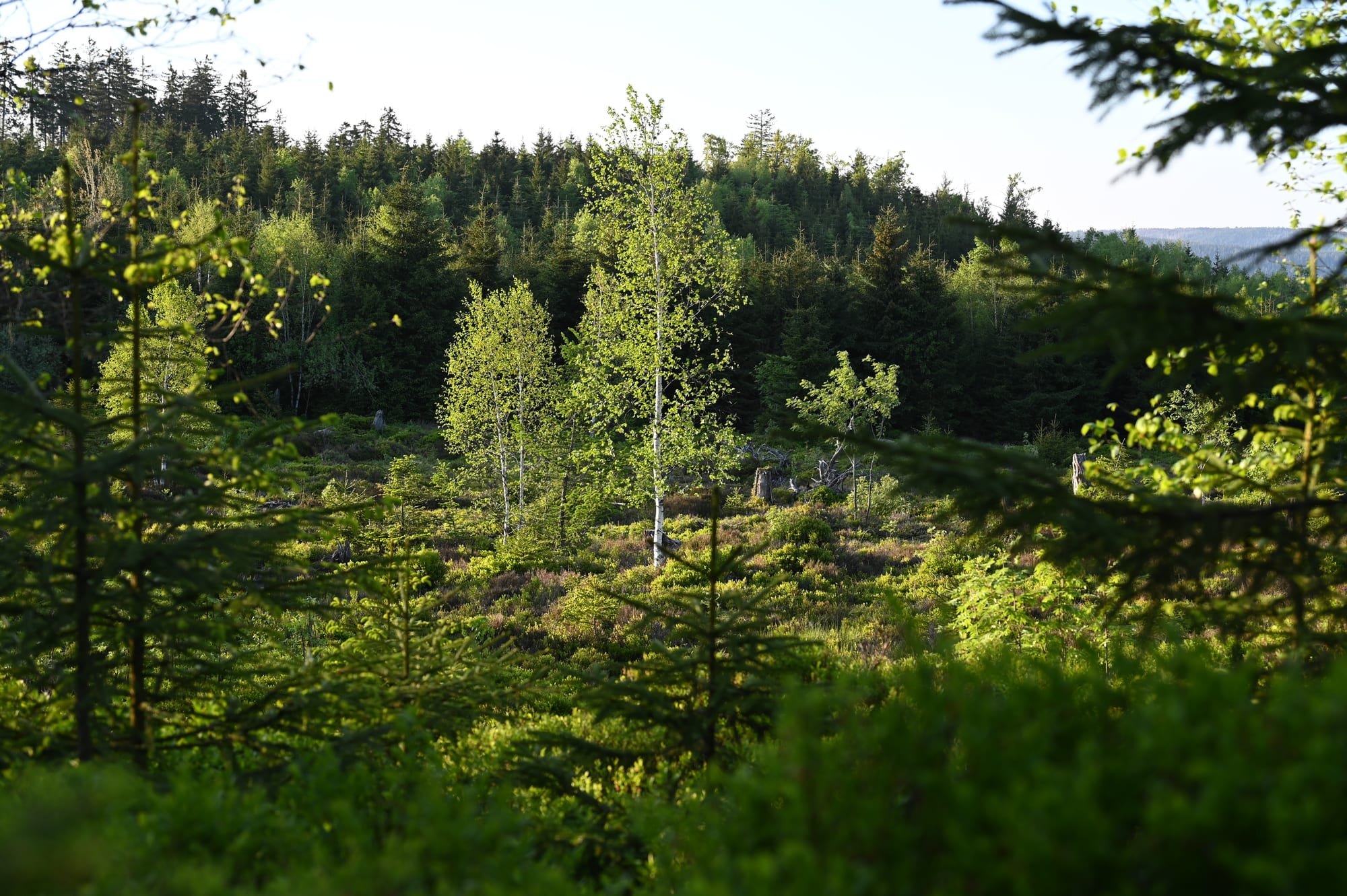 Rolling dark spruce forest and open meadow ridges under a cloudy sky