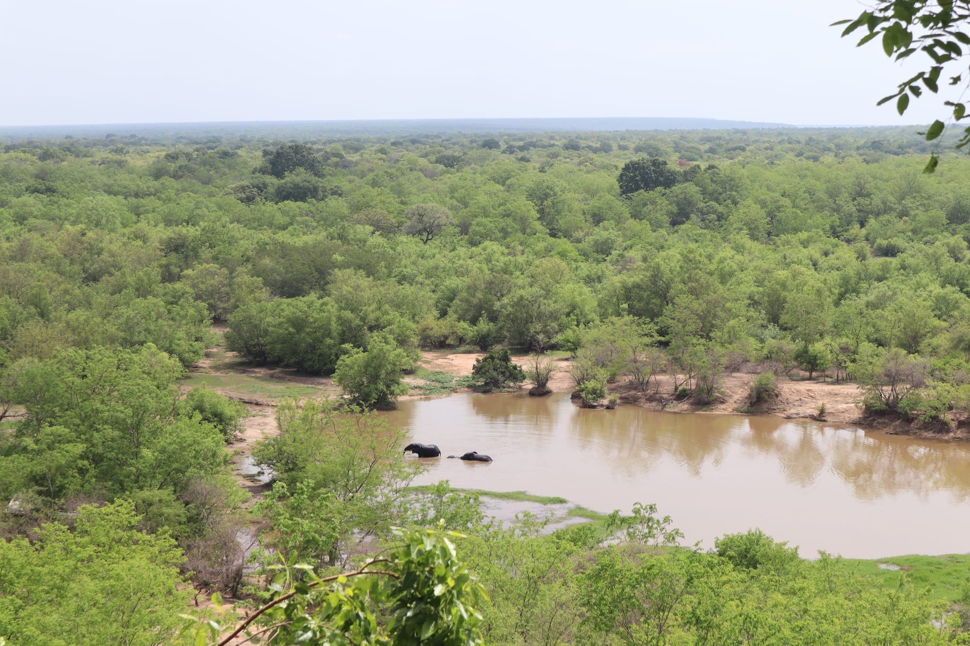 Elephants bathing at a waterhole surrounded by dry savanna woodland