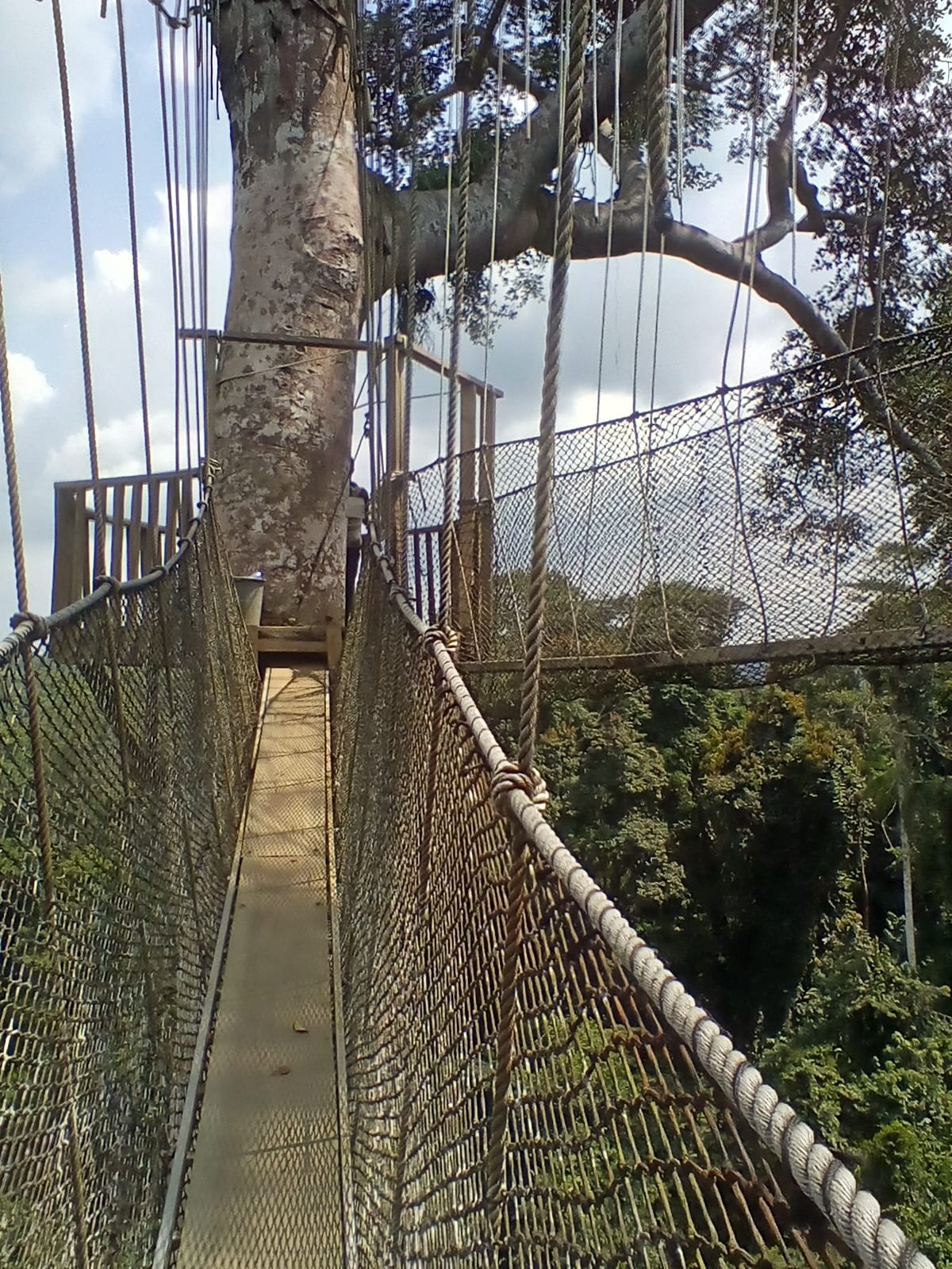 A narrow rope-and-plank suspension bridge strung between tall rainforest trees