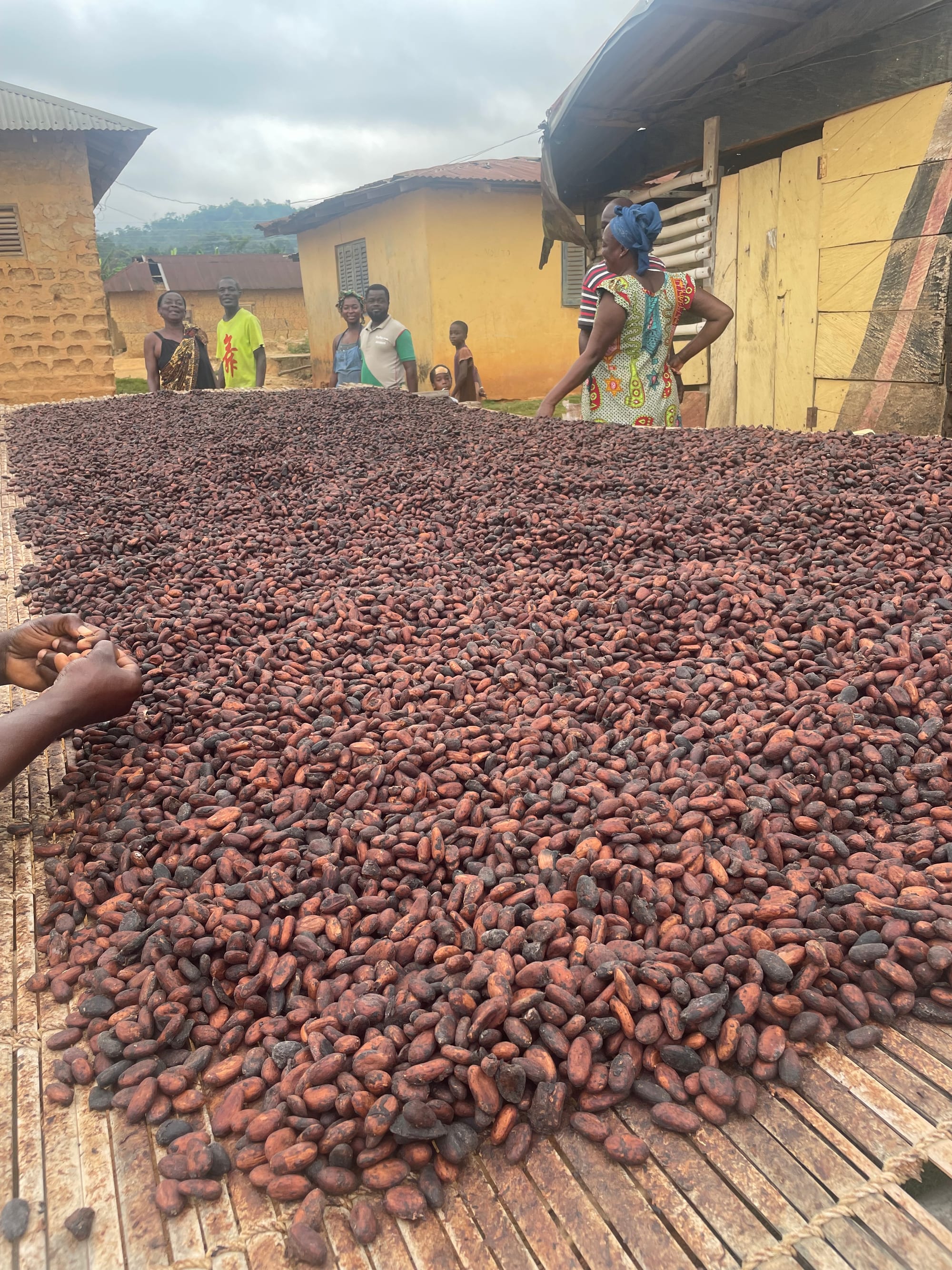 Rows of cocoa beans spread out to dry in the sun