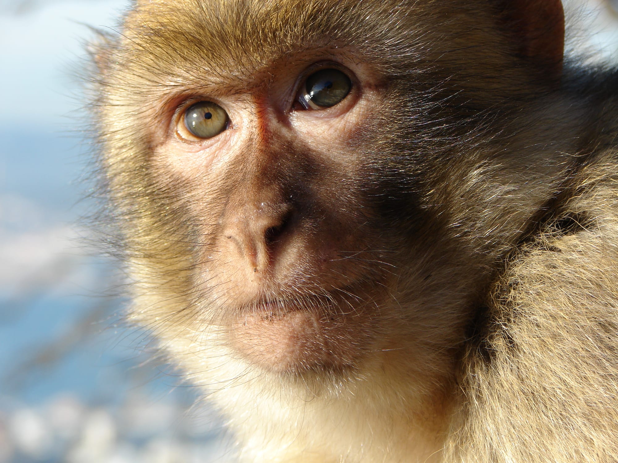 A tailless brown monkey sitting on a wall with the sea and coastline behind