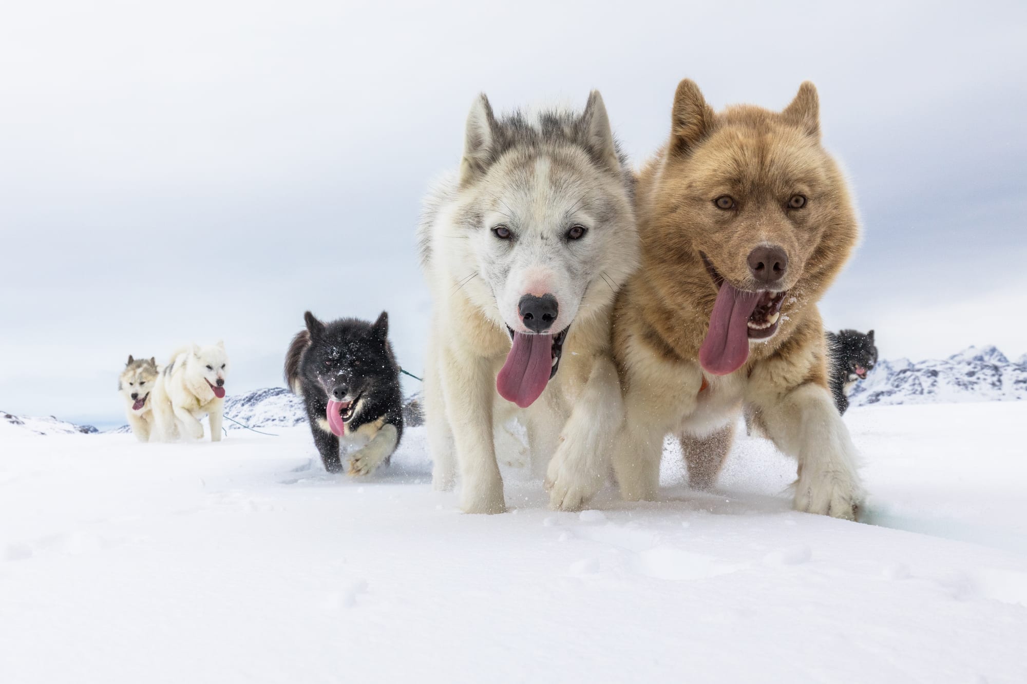 A team of Greenland sled dogs running toward the camera across snow, tongues out, mountains in the distance
