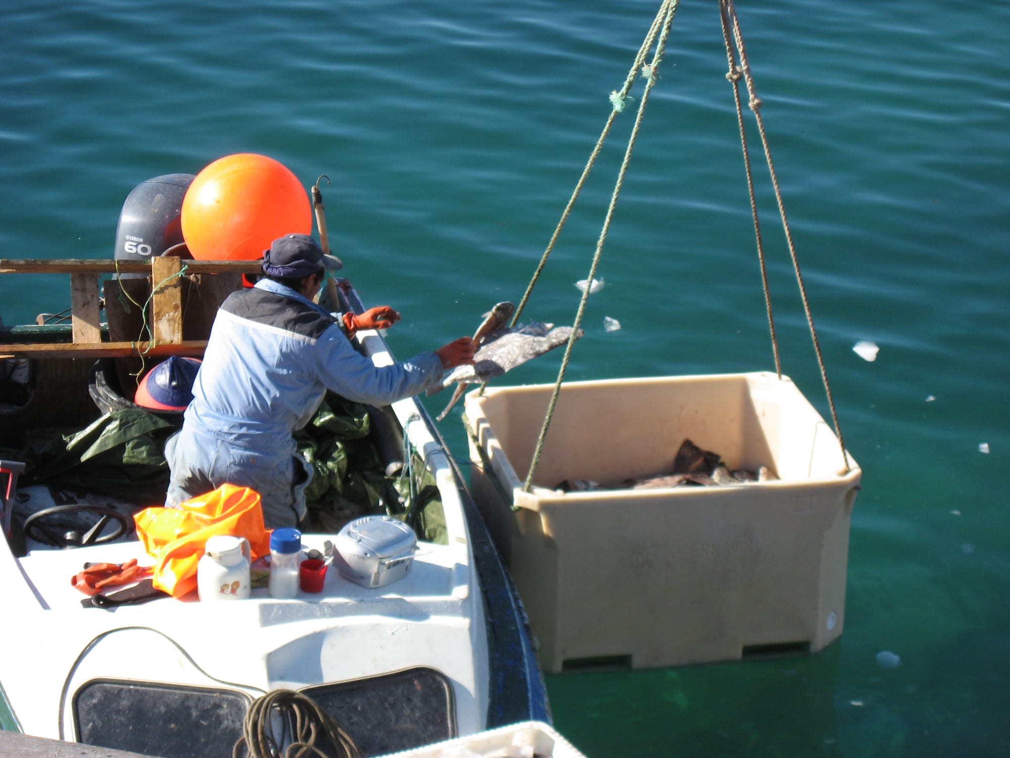 A fisherman on a small dinghy tossing a halibut into a large plastic crate suspended over the water at a harbour