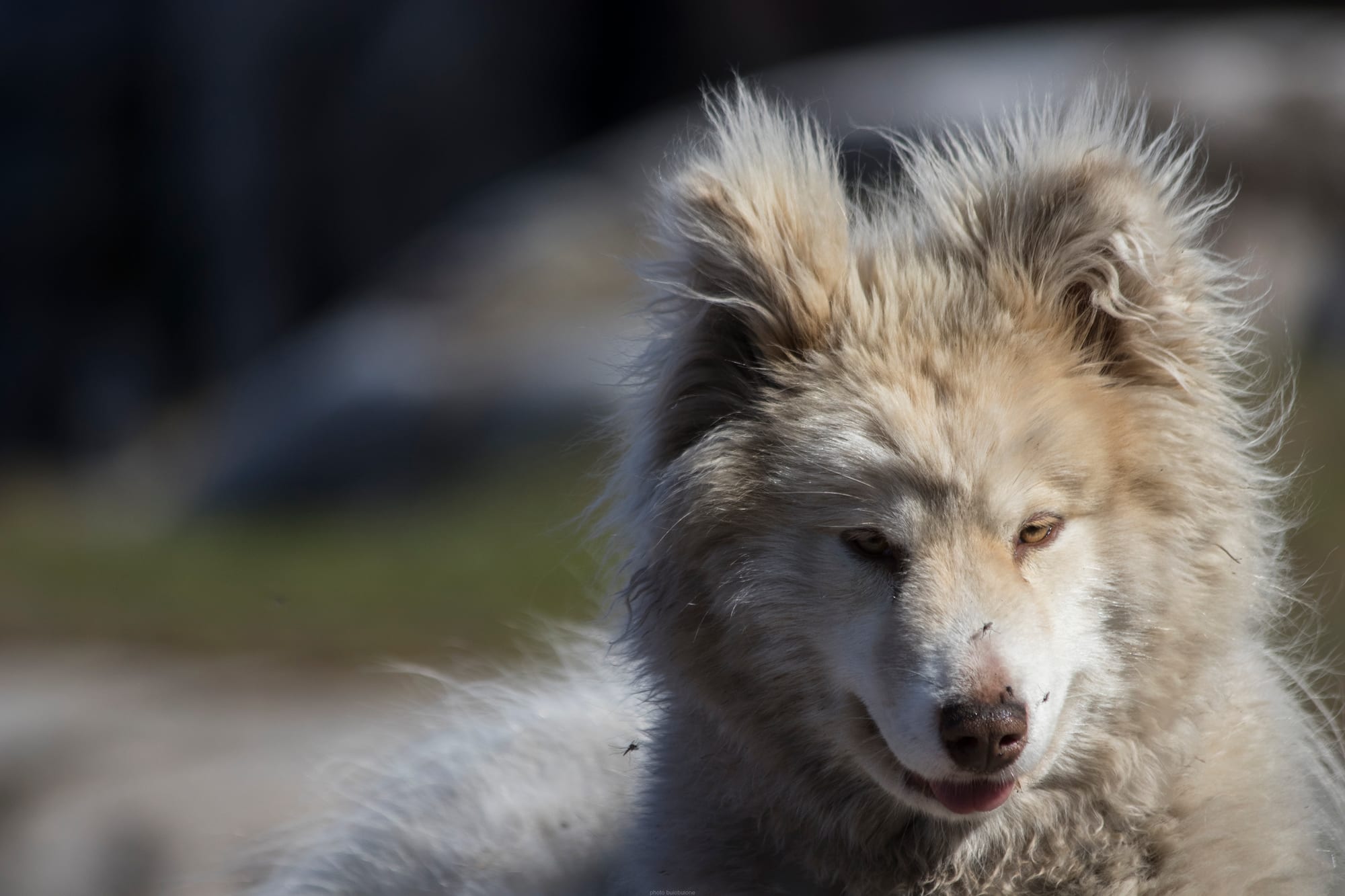 A Greenland sled dog tethered on rock, with the icy bay behind