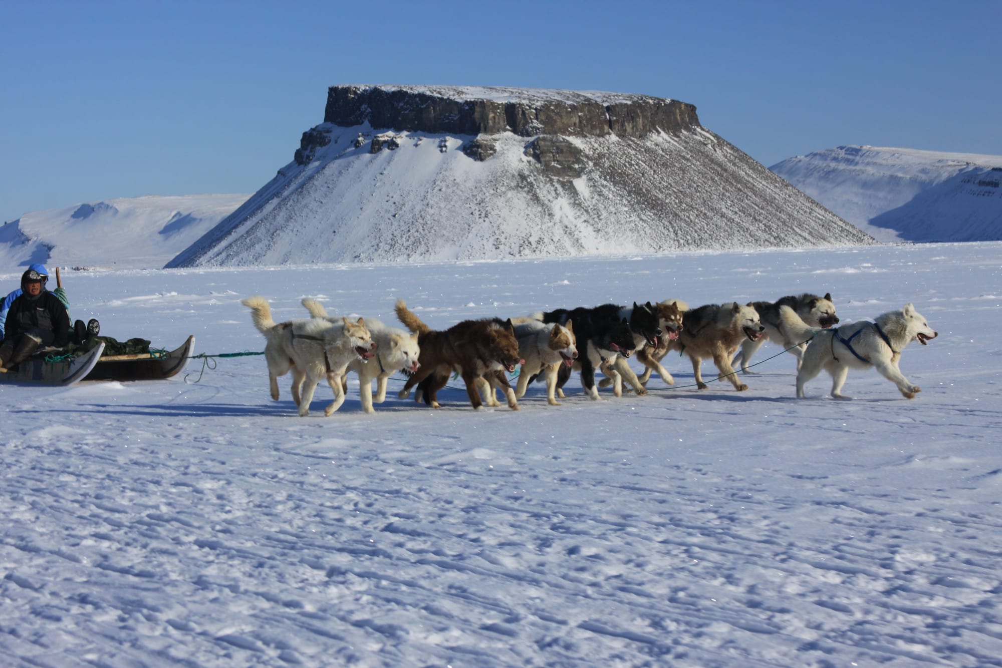 A team of sled dogs harnessed on snow in front of low Arctic hills